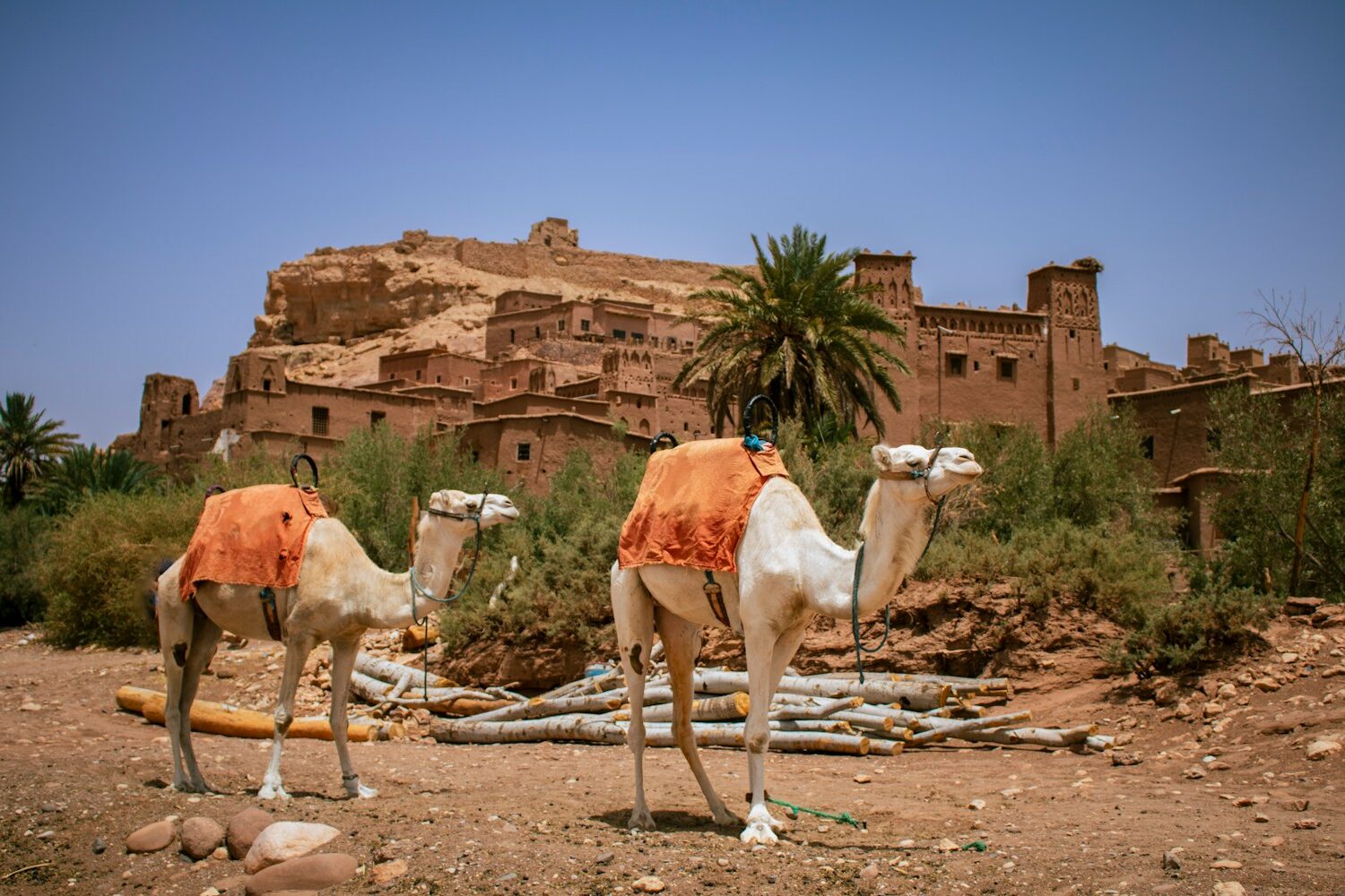 A couple of camels that are standing in the dirt