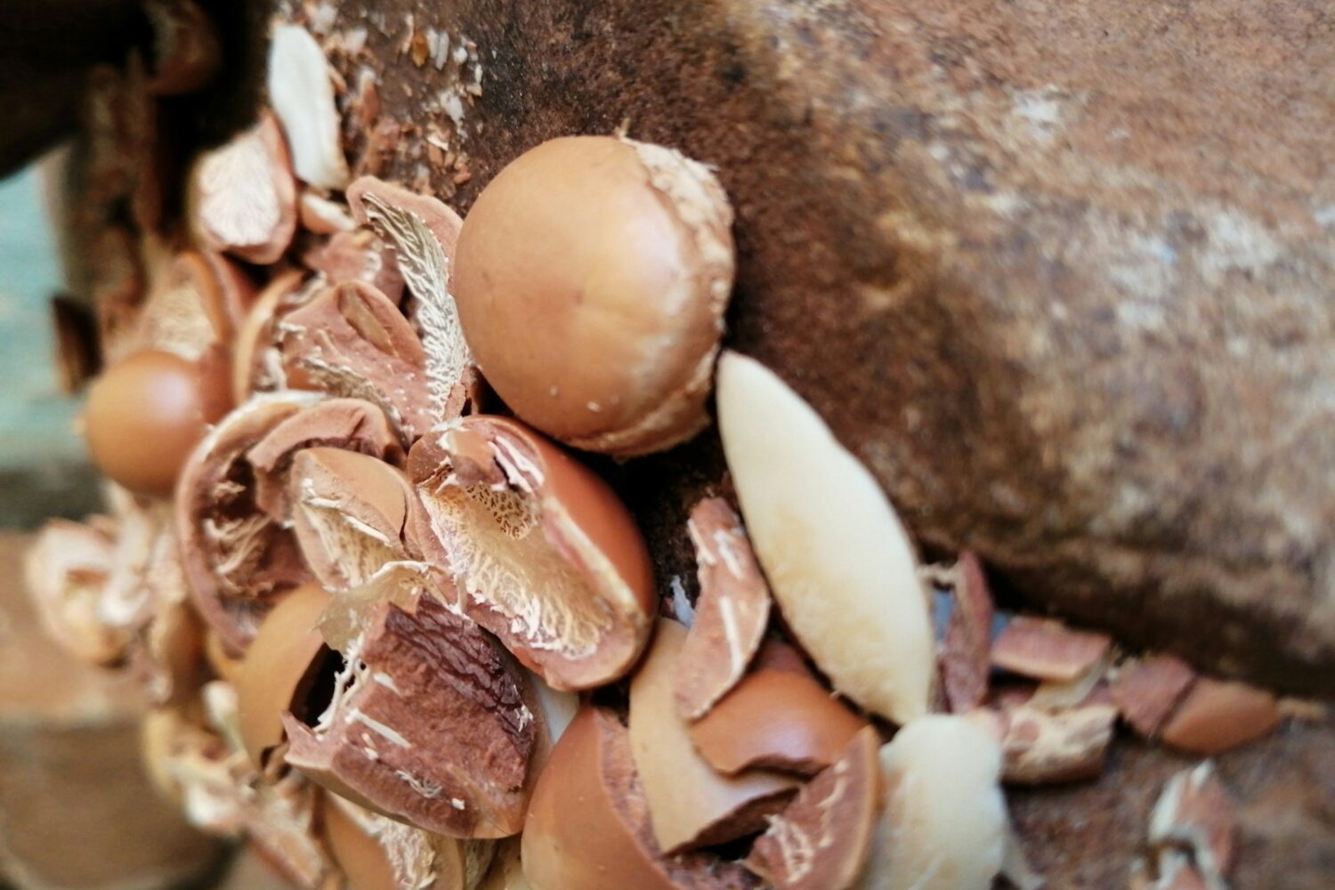 selective focus photo of nuts