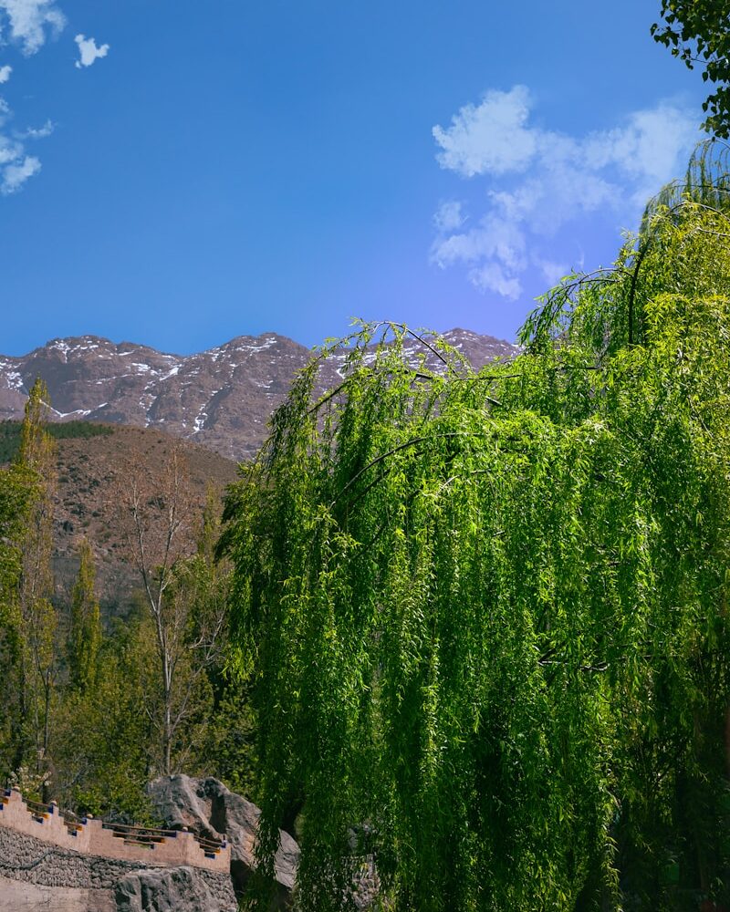 a large green tree sitting next to a lush green forest