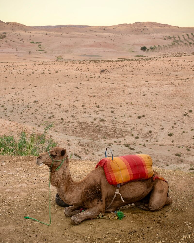 Camel Ride & Quad Biking in Agafay Desert