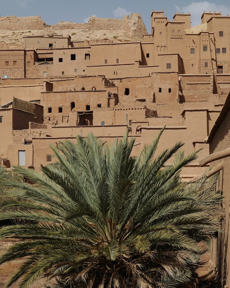 a palm tree in front of a brown village